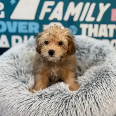 Male Havapoo Puppy for Sale in Charlotte, NC