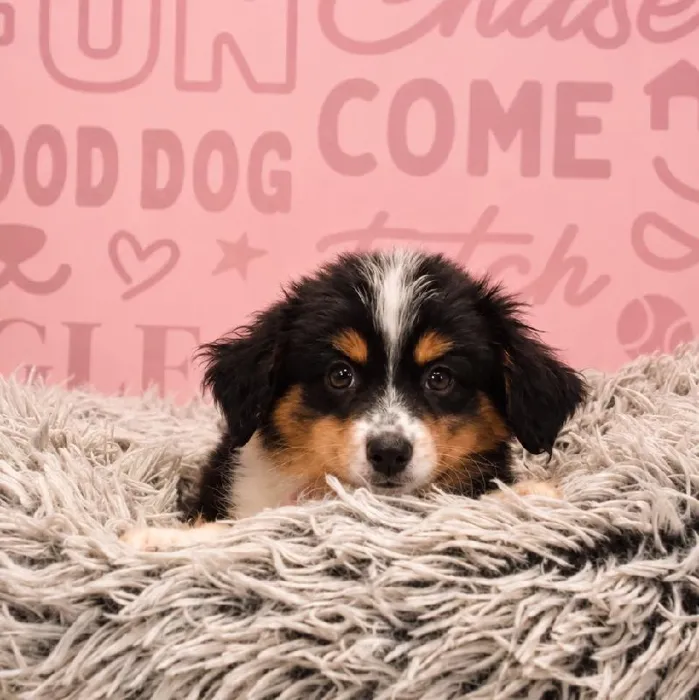 Male Mini Aussie puppy named Mario for sale at Waggles Greensboro.