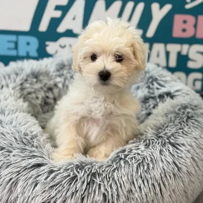 Male Maltipoo puppy named France for sale at Waggles Charlotte.