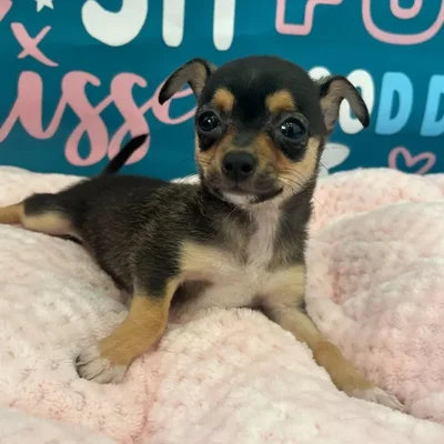 Female Chihuahua Puppy for Sale in Charlotte, NC