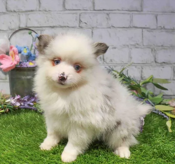 Male Pomsky 2Nd Gen puppy named Flurry for sale at Waggles Charlotte.