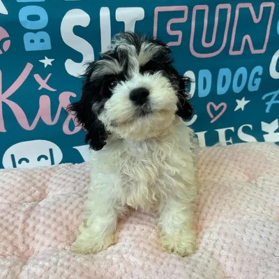 Female Bichapoo Puppy for Sale in Charlotte, NC