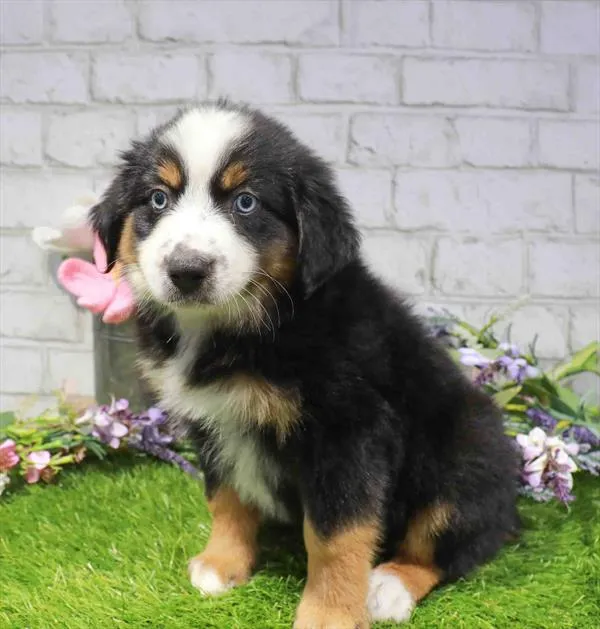 Male Mini Aussie puppy named Hamilton for sale at Waggles Raleigh.
