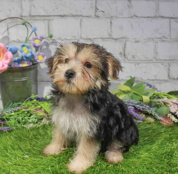 Female Morkie puppy named Elaine for sale at Waggles Raleigh.