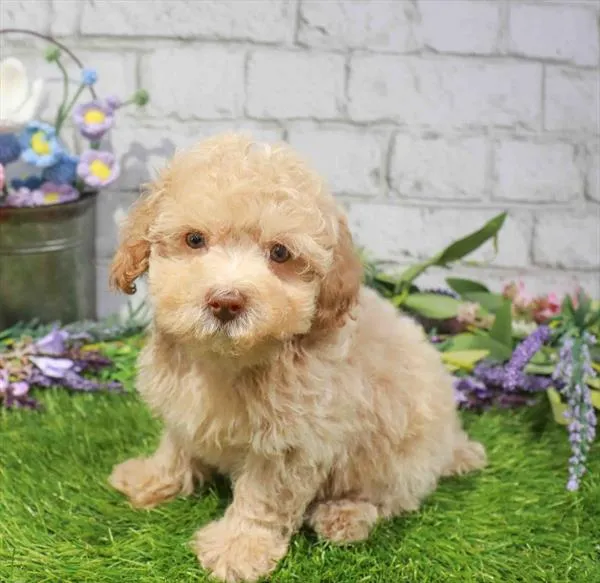 Male Poodle puppy for sale at Waggles Charlotte.