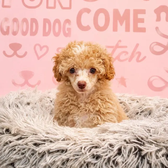 Female Mini Poodle puppy named Belle for sale at Waggles Greensboro.