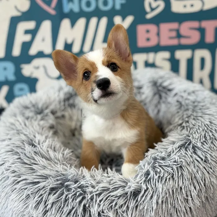 Male Pembroke Welsh Corgi puppy named Captain for sale at Waggles Charlotte.