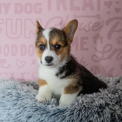 Female Pembroke Welsh Corgi puppy named Tesni for sale at Waggles Greensboro.