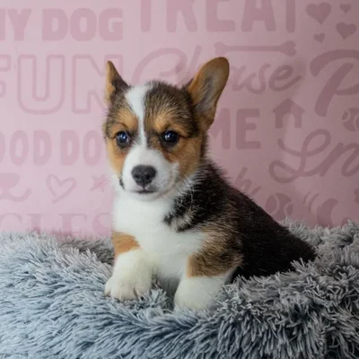 Female Pembroke Welsh Corgi puppy named Tesni for sale at Waggles Greensboro.