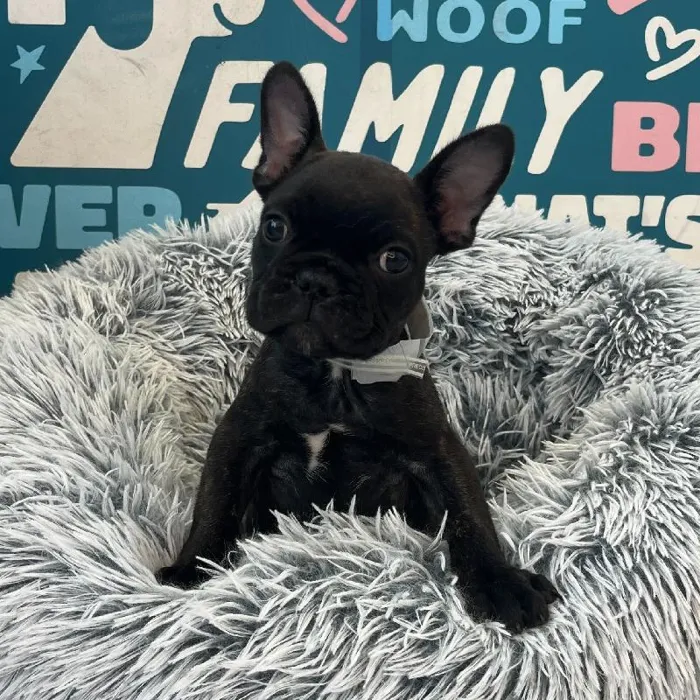 Male French Bulldog puppy named Melon for sale at Waggles Charlotte.