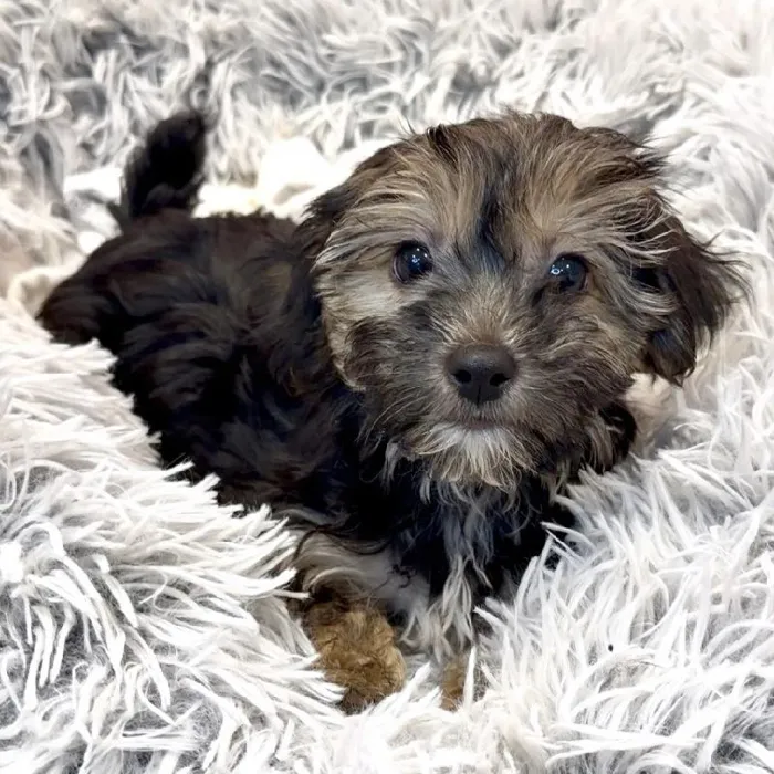Female Morkie Puppy for Sale in Greensboro, NC