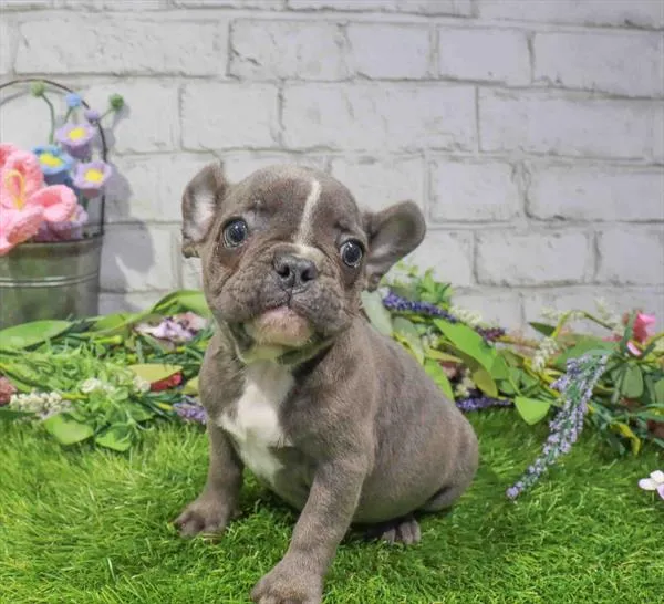 Female French Bulldog puppy named Peep for sale at Waggles Greensboro.