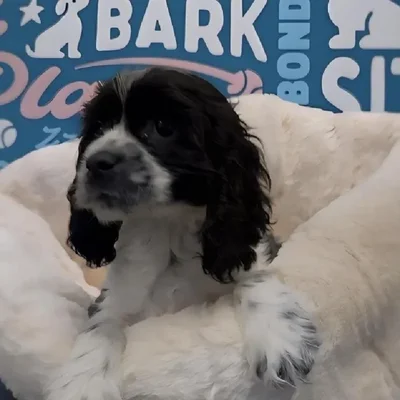 Male Cocker Spaniel Puppy for Sale in Greensboro, NC