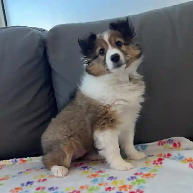 Female Sheltie Puppy for Sale in Charlotte, NC