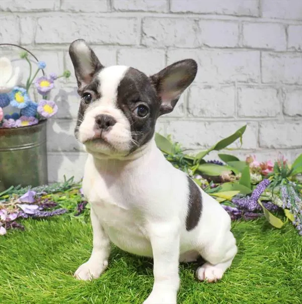 Female French Bulldog puppy named Tetra for sale at Waggles Greensboro.