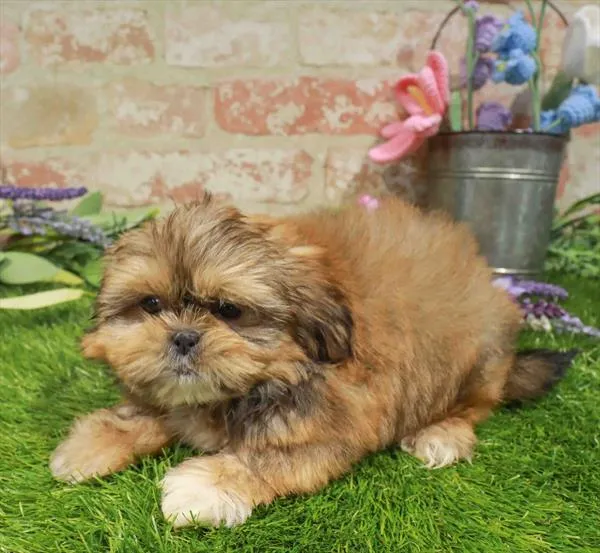 Male Shih Tzu puppy for sale at Waggles Greensboro.
