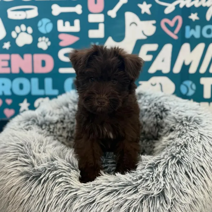 Female Mini Schnauzer puppy named Reba for sale at Waggles Charlotte.