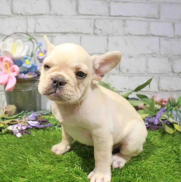 Male French Bulldog puppy named Toad for sale at Waggles Greensboro.