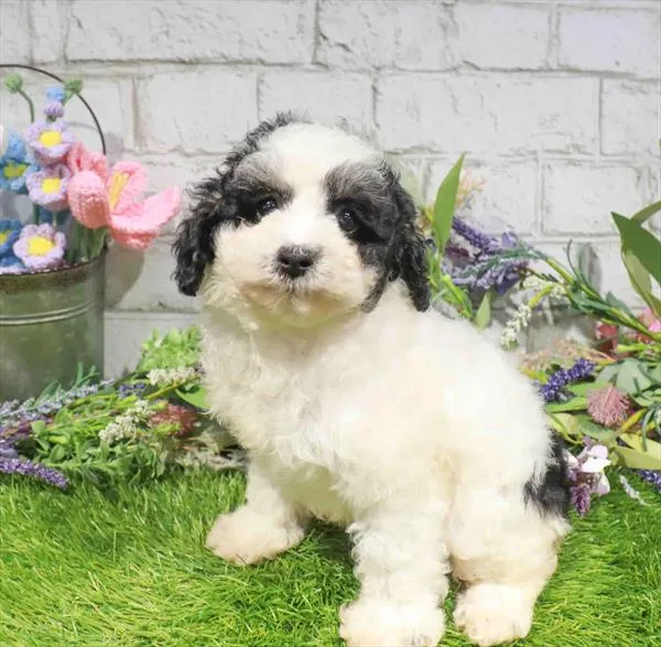 Female Schnoodle puppy named Lola for sale at Waggles Charlotte.
