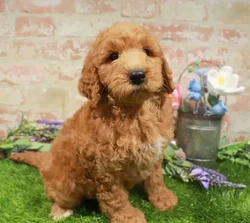 Male Mini Goldendoodle 2Nd Gen puppy named Dustin for sale at Waggles Charlotte.