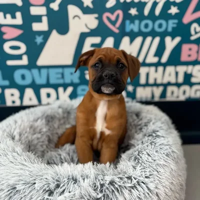 Male Boxer Puppy for Sale in Charlotte, NC