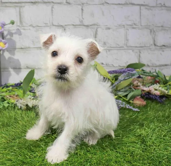 Female West Highland White Terrier puppy named Sapphire for sale at Waggles Charlotte.