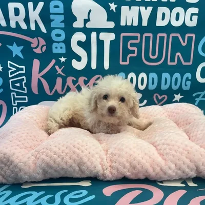 Male Poodle Toy Puppy for Sale in Charlotte, NC