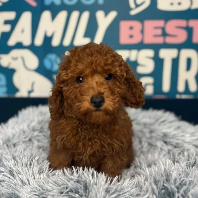 Female Mini Poodle Puppy for Sale in Charlotte, NC