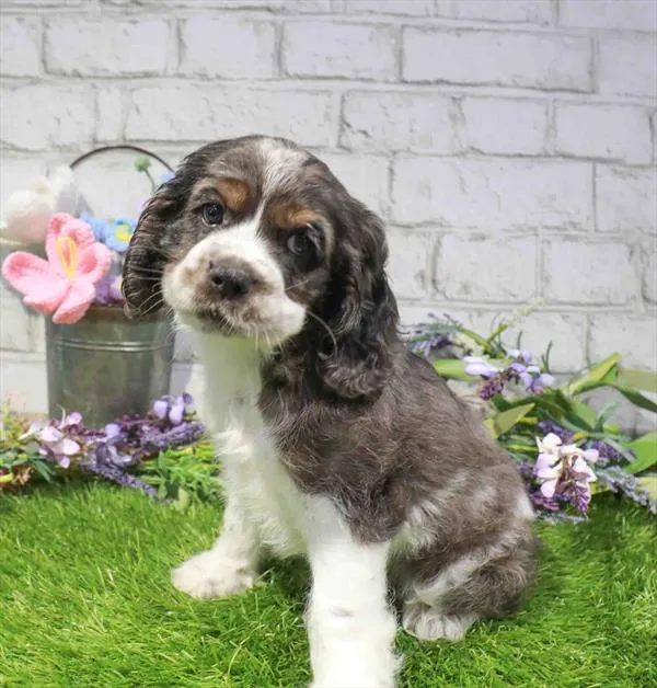 Male Cocker Spaniel puppy named Guppy for sale at Waggles Charlotte.