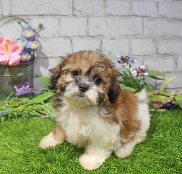 Female Teddy Bear puppy named Tiffany for sale at Waggles Charlotte.