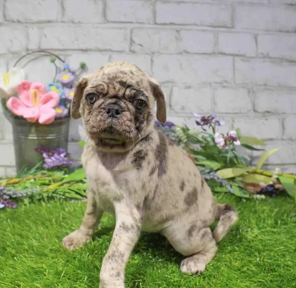 Female Pug puppy named Peggy for sale at Waggles Raleigh.