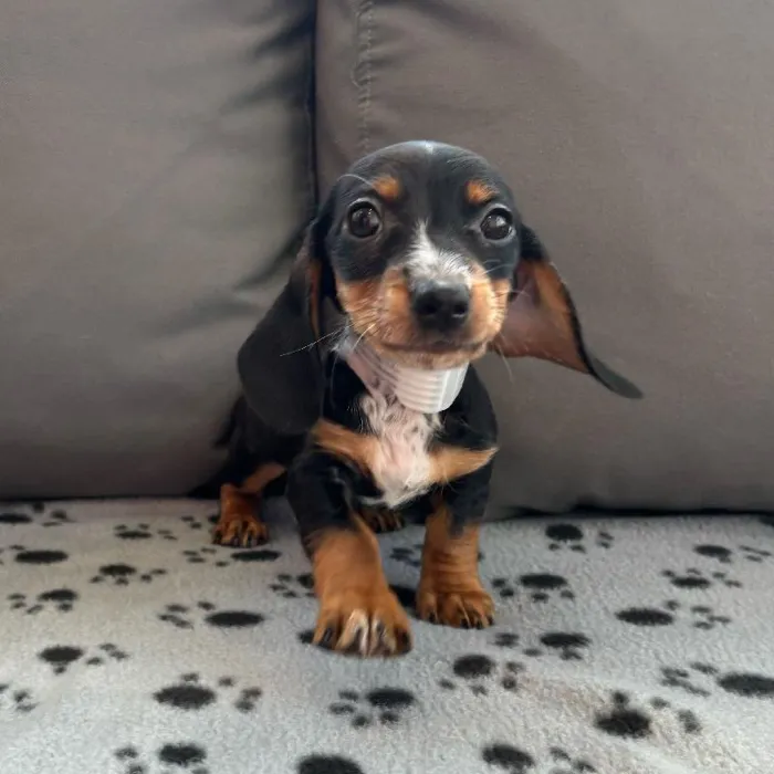 Male Dachshund Puppy for Sale in Charlotte, NC