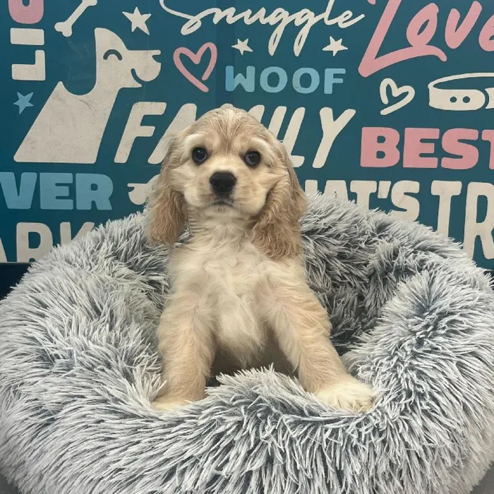 Male Cocker Spaniel puppy named Winston for sale at Waggles Charlotte.