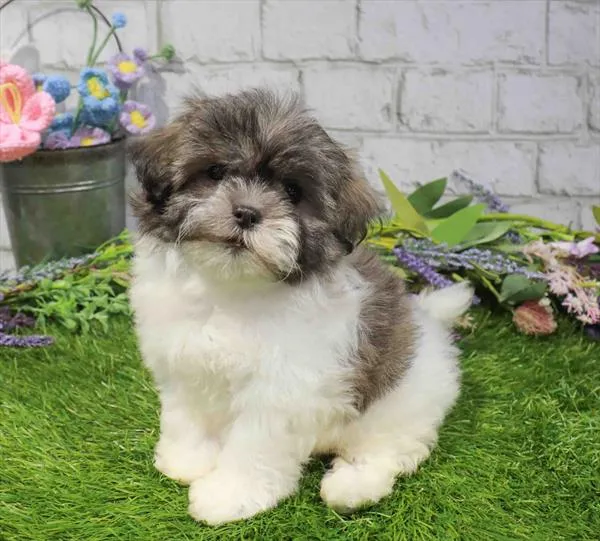 Female Malshi puppy named Bonnie for sale at Waggles Charlotte.