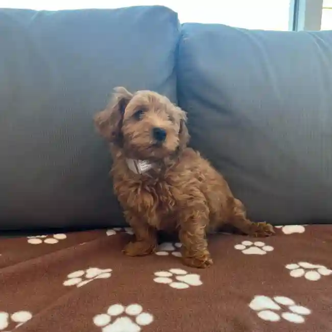 Female Mini Goldendoodle 2nd Gen Puppy for Sale in Charlotte, NC
