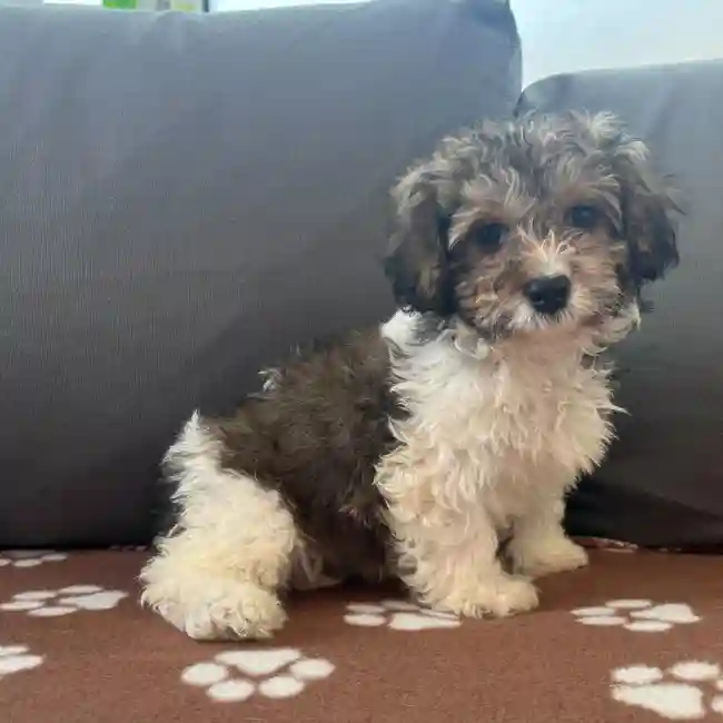 Male Havapoo Puppy for Sale in Charlotte, NC