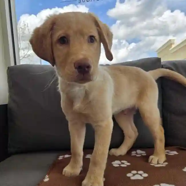 Male Labrador Retriever Puppy for Sale in Charlotte, NC