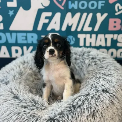 Female Cavalier King Charles Spaniel Puppy for Sale in Charlotte, NC