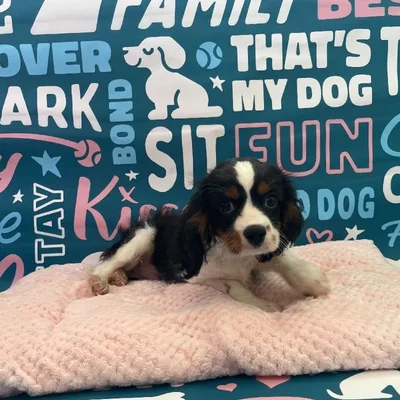 Male Cavalier King Charles Spaniel Puppy for Sale in Charlotte, NC