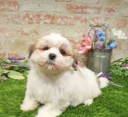 Male Lhasa Apso puppy named Chuck for sale at Waggles Charlotte.