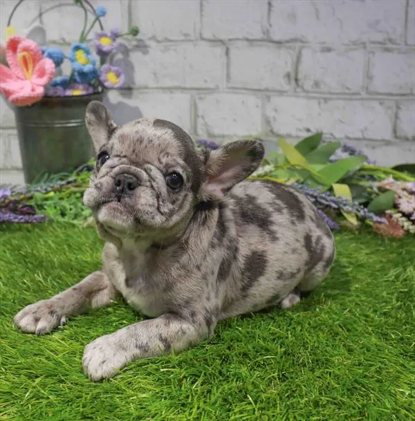 Male French Bulldog puppy named Rocky for sale at Waggles Charlotte.