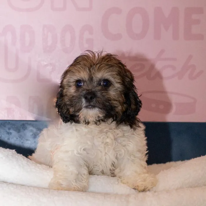 Female Teddy Bear puppy named Cookie for sale at Waggles Greensboro.