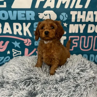 Female Cavapoo Puppy for Sale in Charlotte, NC