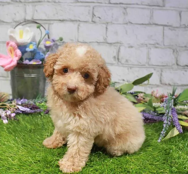 Female Mini Poodle puppy named Belle for sale at Waggles Greensboro.