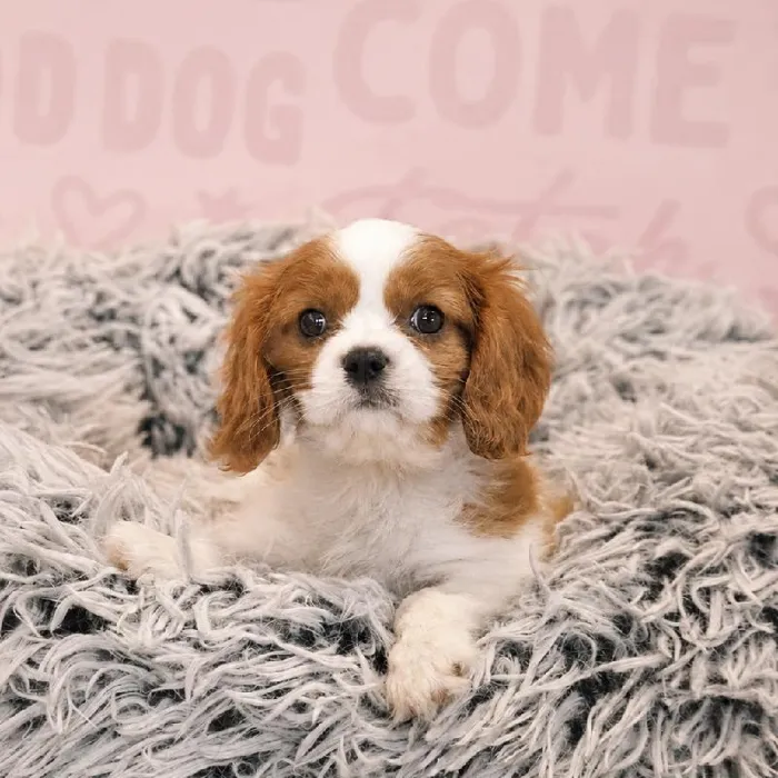 Male Cavalier King Charles Spaniel puppy named Steve for sale at Waggles Greensboro.