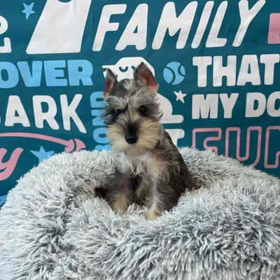 Female Mini Schnauzer Puppy for Sale in Charlotte, NC