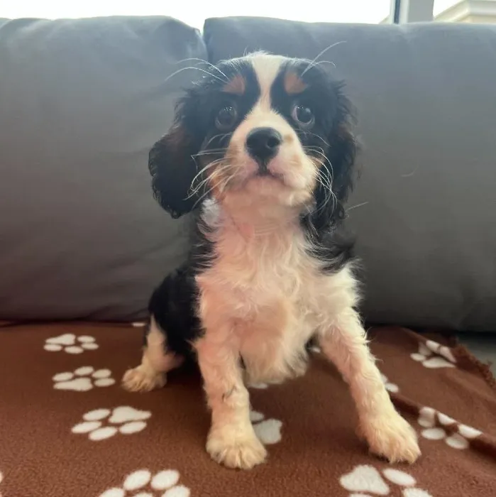 Male Cavalier King Charles Spaniel Puppy for Sale in Charlotte, NC