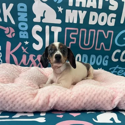 Male Dachshund Puppy for Sale in Charlotte, NC