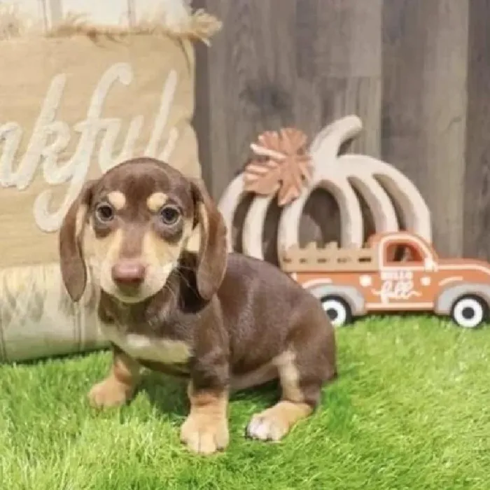 Male Dachshund Puppy for Sale in Greensboro, NC