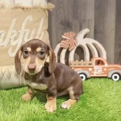 Male Dachshund Puppy for Sale in Greensboro, NC